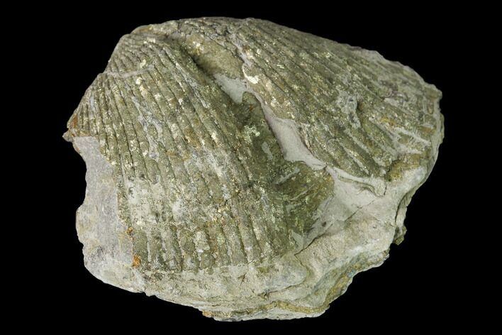 Pyrite Replaced Brachiopod (Paraspirifer) Fossil - Ohio #145619